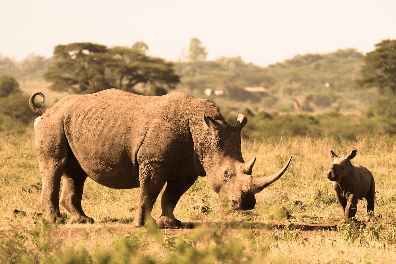 rhino calf - Housity